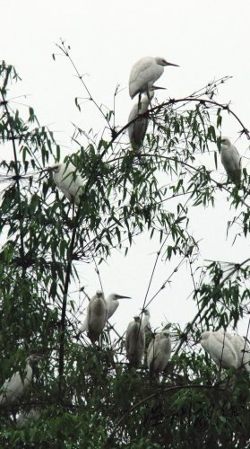 白鹭虽然美丽，多了也招架不住