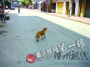 义犬白天流浪觅食夜晚守空宅 主人已逝三年(图)