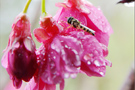 山櫻花－雨后带露的山?；?/></a>
					<a href=