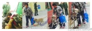 通过网友们的帮助，昨日小狗被主人领回