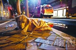 等不到主人出现，小狗久久不愿离去