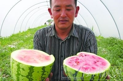 “石头瓜”瓜皮足足有1.5厘米厚。