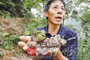当地人说最长的蚯蚓超一米，粗细超成人拇指