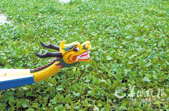 水葫芦肆虐河道，龙舟举步维艰 宁彪 摄