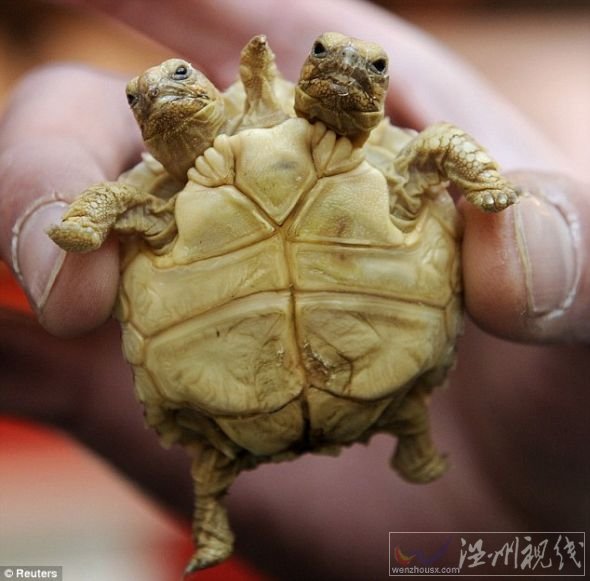 这是在斯洛伐克出生的一只非洲盾臂龟，它现在7周大，左边的脑袋叫马德佳，右边的脑袋叫伦卡