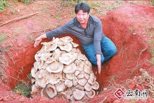 世界最大蘑菇，云南玉溪发现野生食用菌巨大口蘑重达82.8公斤