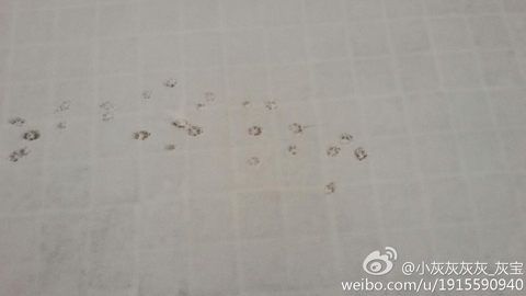 河北看雪啦，马年正月初五河北多地迎来马年初雪邯郸暴雪。