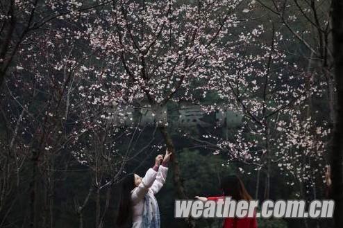 长沙连续阴雨天气，桃花花期樱花花期推迟