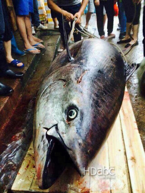 蓝鳍金枪鱼价格昂贵已濒临灭绝，2014年5月11日广东渔民捕获680斤蓝鳍金枪鱼