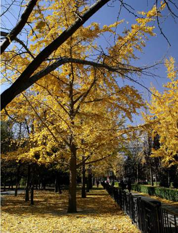 北京冬季开始冷了 11月13日北京最低气温零下1.8℃