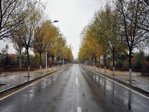 南方树叶还很绿，内蒙古已经秋叶落尽