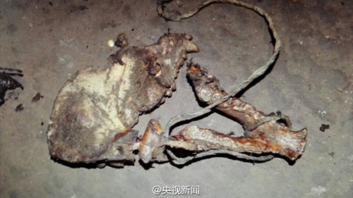 云南猎杀大熊猫案