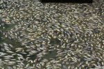 厦门松柏湖现大量死鱼