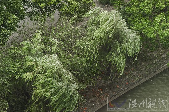 温州刮台风不下雨，天气还很好。