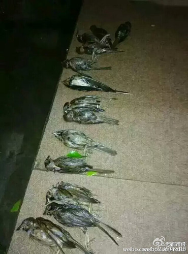 图为被砸死的燕子和麻雀。