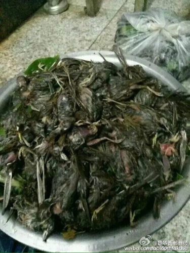 有网友发图捡到一大盆被砸死的鸟儿。