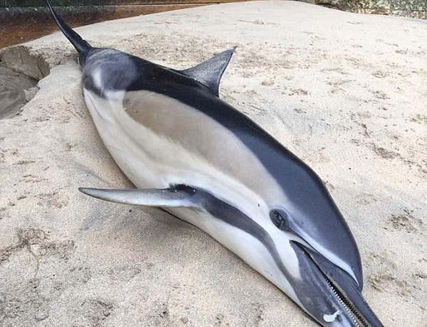 海滩频现海豚尸体
