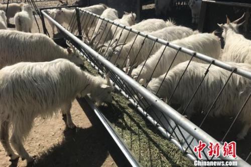 羊肉价格坐上火箭：北京羊肉涨价，12月涨到38元一斤了，北京羊肉还算便宜的，温州乡下一些菜市场卖的本地羊肉，去年就卖到60多元一斤了，到农村养殖户买黑山羊价格更贵，要75元一斤，过年还会涨价。</