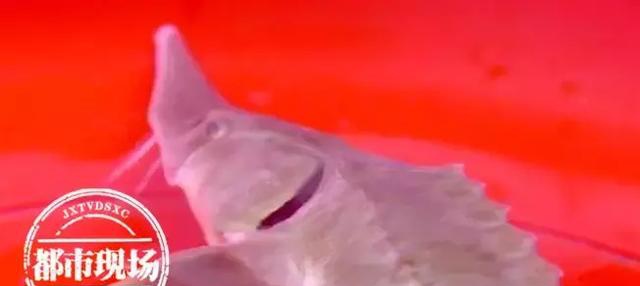 极其罕见！江西男子在赣江抓到“怪鱼”，是国家一级保护动物