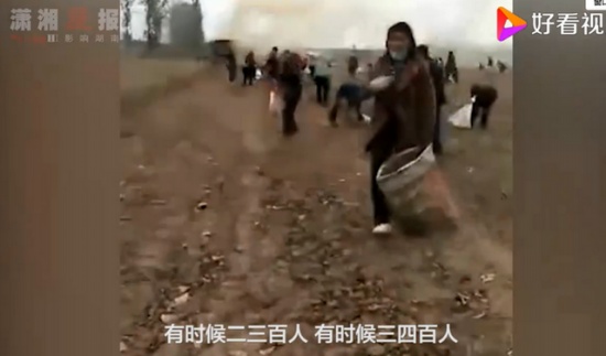 承包商收花生遭数百村民哄抢