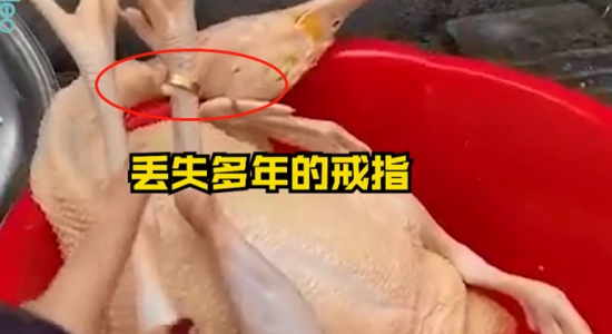 过年杀鸡竟找到丢失多年的金戒指 戴在“鸡脚”上还挺合适！