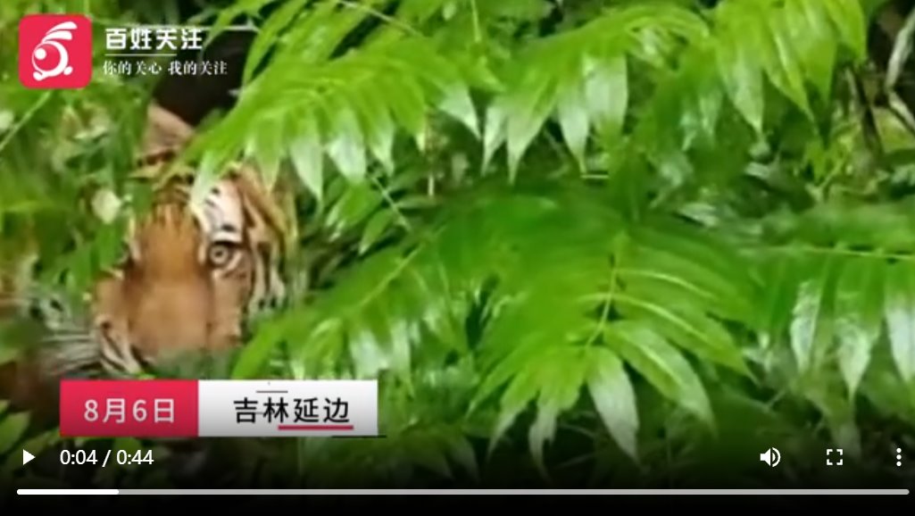 村民路边偶遇东北虎脑袋如脸盆大