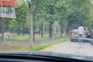 动物园内多名游客下