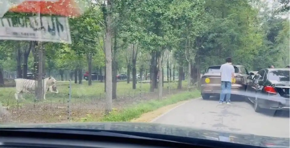 动物园内多名游客下车当老虎面吵架