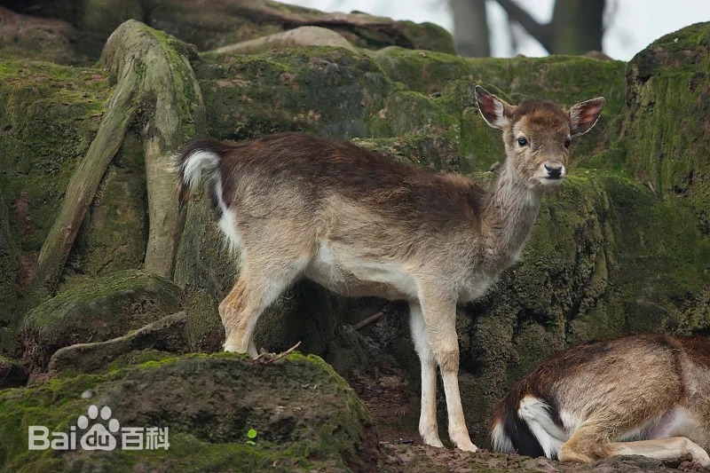 虎跳峡出现不明生物？当地回应不是龙