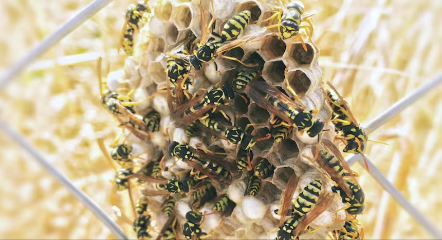 云南牟定县2名儿童被胡蜂蜇伤致死