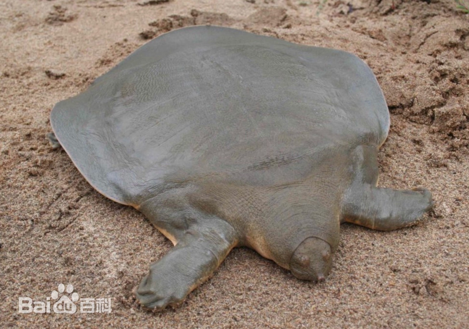 西游记里的“通天河神兽”鼋