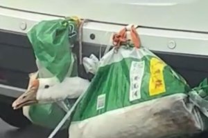 返程高速上的车尾挂