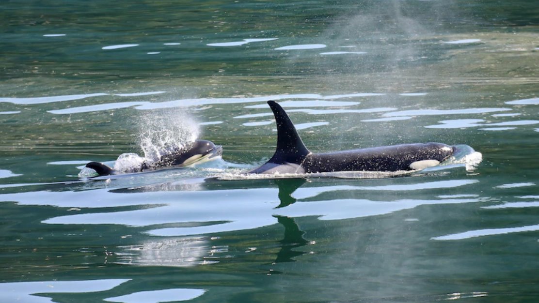 目前，虎鲸大规模搁浅事件正在调查中。