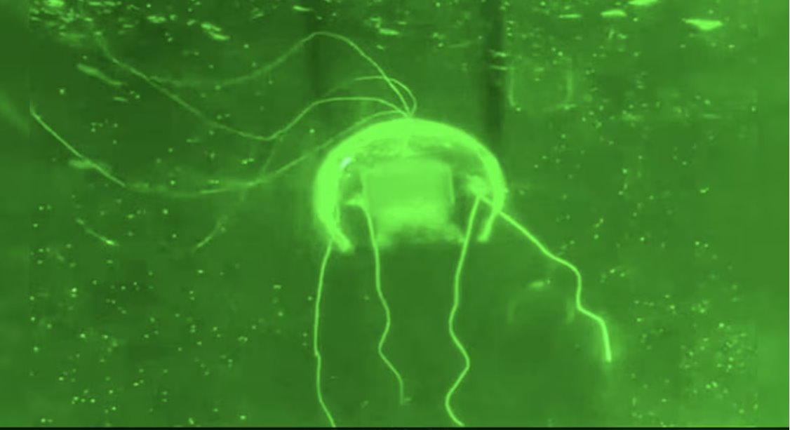 中国科学家研发出一种类似水母的机器人，被称为“水下幻影”，专为水下任务而设计。